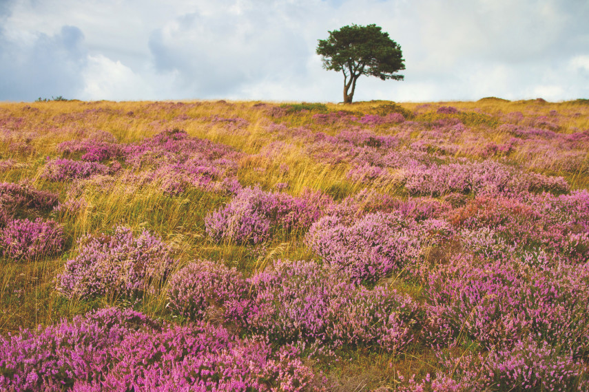 1. Kilve and East Quantoxhead walk