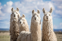 Llamas ready for your visit!