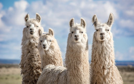 Llamas ready for your visit!