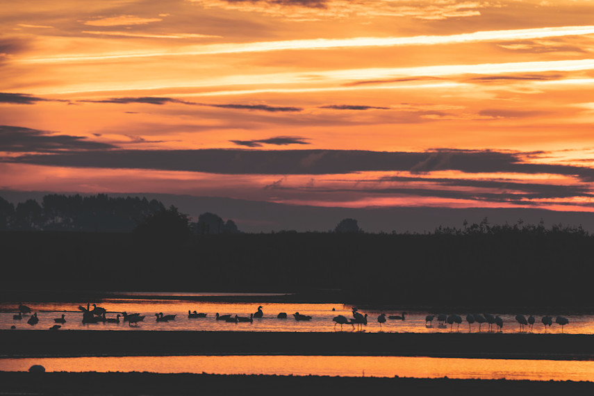1. RSPB Frampton Marsh