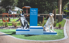 The Bark Yard, dog agility course