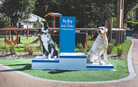 The Bark Yard, dog agility course