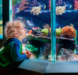 Blue Reef Aquarium, Newquay