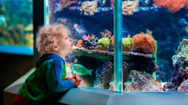 Blue Reef Aquarium, Newquay