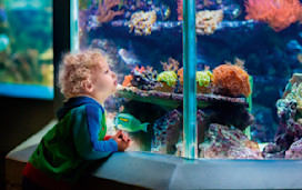 Blue Reef Aquarium, Newquay