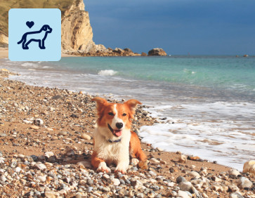 Add your dog to your holiday booking