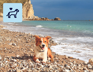 Add your dog to your holiday booking