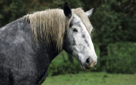 Horse in a field