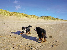 Dog-friendly beach in Sussex