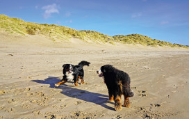 Dog-friendly beach in Sussex