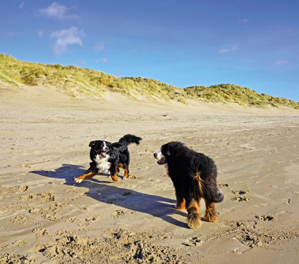 Dog-friendly beaches in Sussex