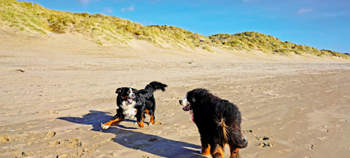 Dog-friendly beach in Sussex