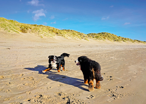Dog-friendly beaches in Sussex