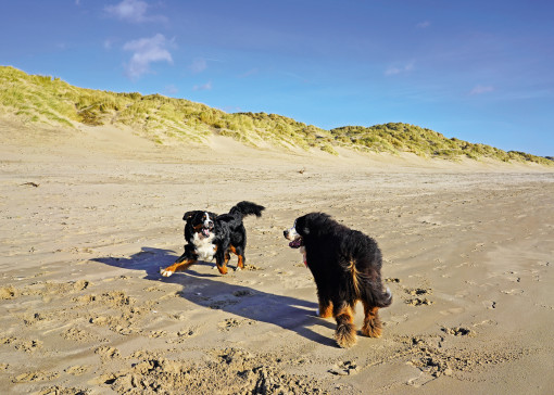 Dog friendly beaches in Sussex
