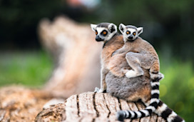 A lemur family