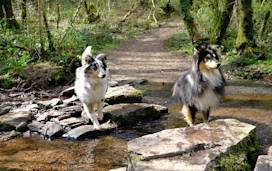 Parc Natur Penglais, Aberystwyth