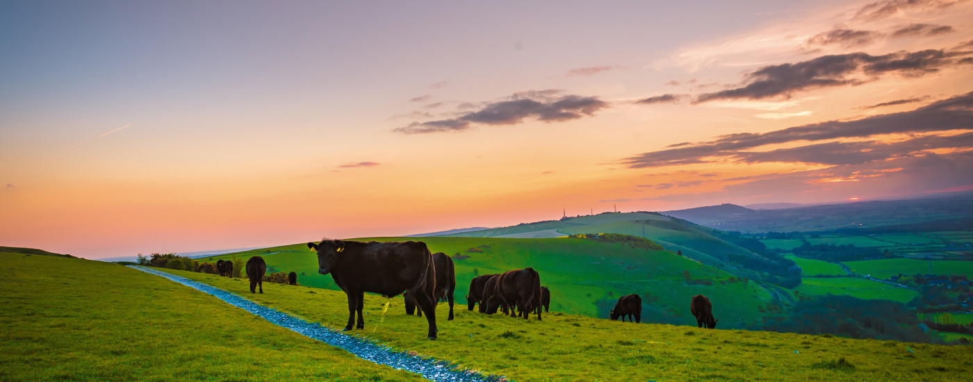 Explore the beautiful South Downs