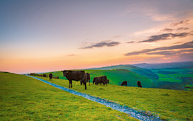 Explore the beautiful South Downs