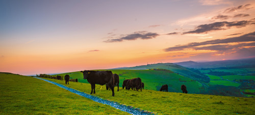 Explore the beautiful South Downs