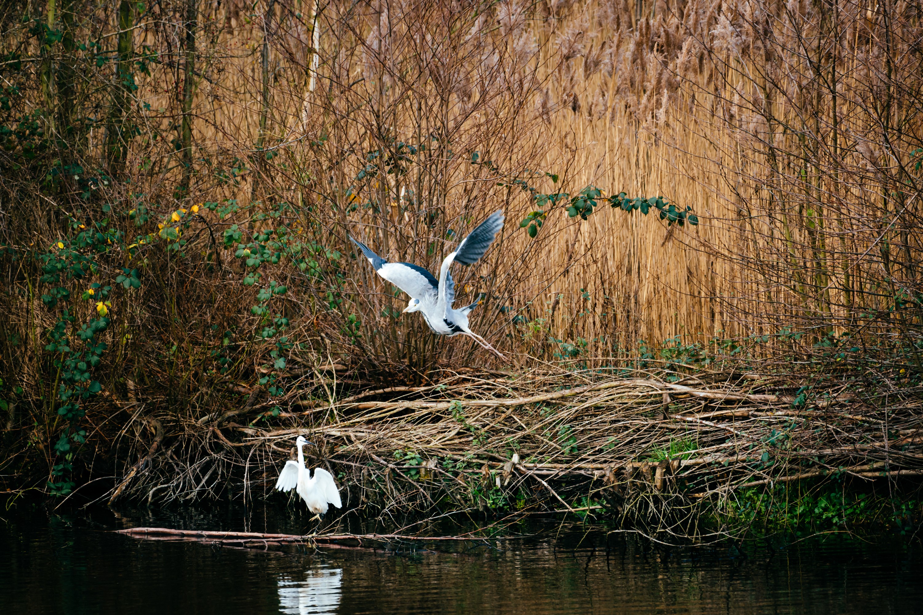 8. Fingringhoe Wick Nature Discovery Park circular trail