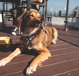 Dog on the restaurant terrace at Kent Coast, Kent