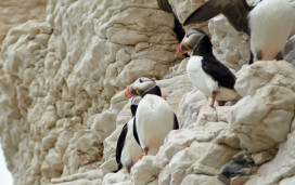 Puffins perched on the headland near Thornwick Bay