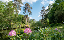 Flowers in Horham, Sussex