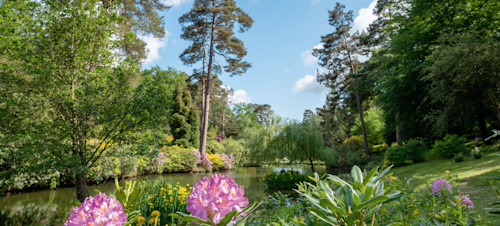 Flowers in Horham, Sussex