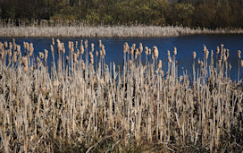 Filey Dams Nature Reserve