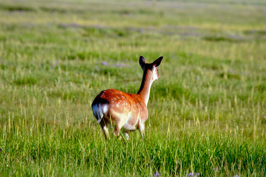4. Arne, RSPB Nature Reserve