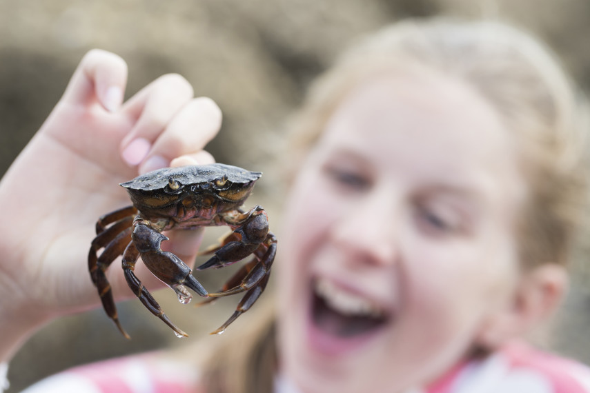 1. Go crabbing
