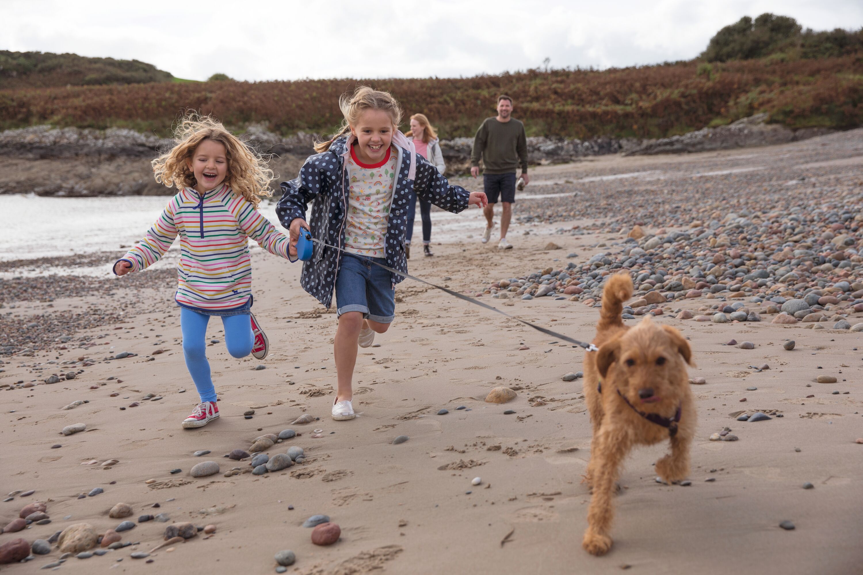 Dog walks on the beach or the coastal path