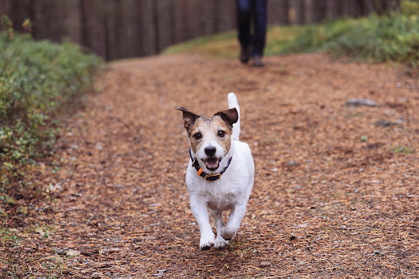 Stover Country Park, Newton Abbot