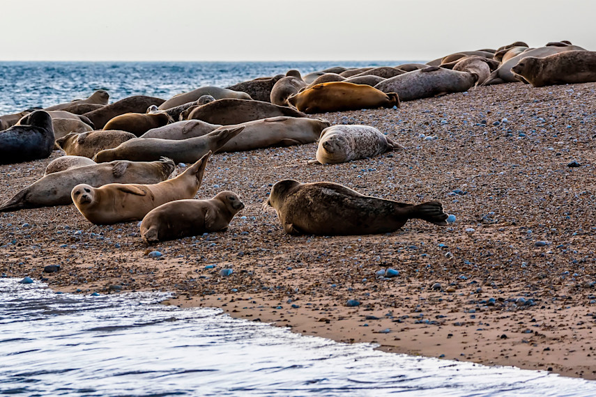 3. Blakeney Nature Reserve