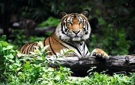 Generic Bengal Tiger