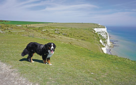 Dog-friendly beach, Kent