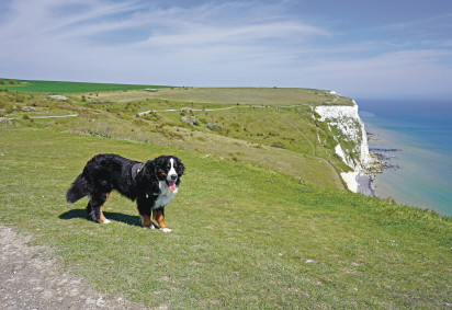 Dog friendly beaches in Kent 