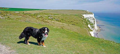 Dog-friendly beach, Kent