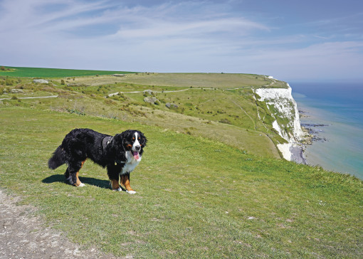 Dog-friendly beaches in Kent