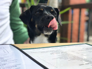 Generic dog in restaurant