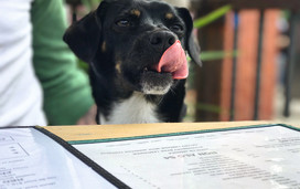 Generic dog in restaurant