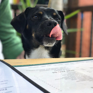 Dog-friendly pubs and restaurants in Blackpool