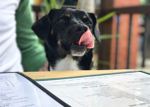 Dog-friendly pubs and restaurants in Blackpool