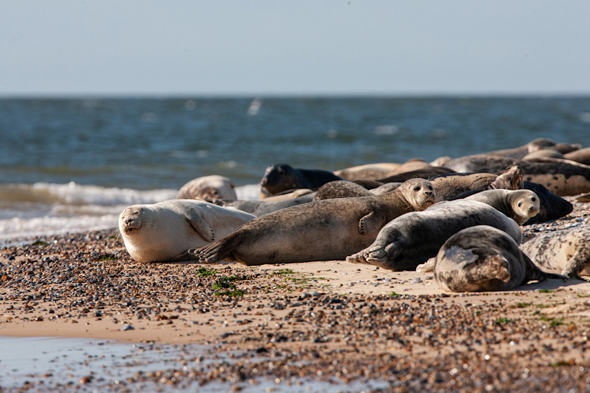 Blakeney, Norfolk