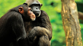 Monkey World