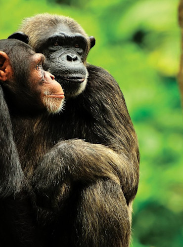 Monkey World