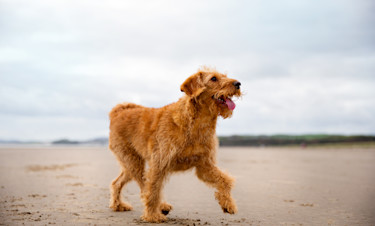 Dog Friendly Holidays in Northumberland