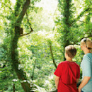 Woodland walk