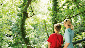 Woodland walk