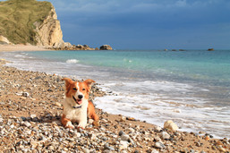 Dog-friendly beaches near Weymouth